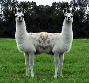 Dr. Dolittle's PushMe-PullYou