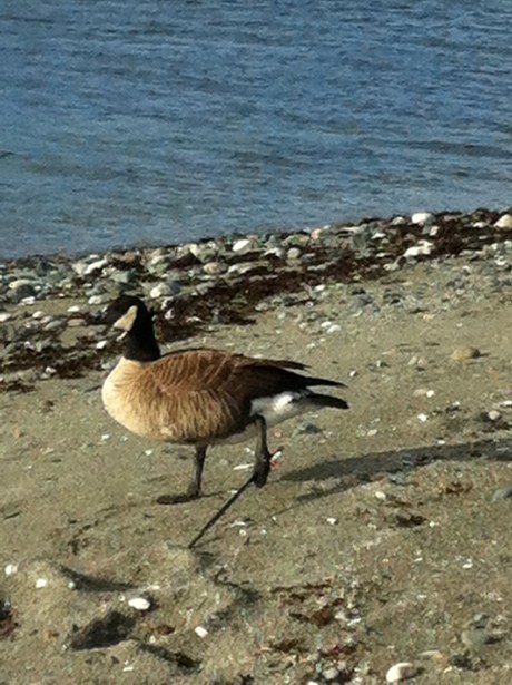 Me As Wounded Goose - Alone