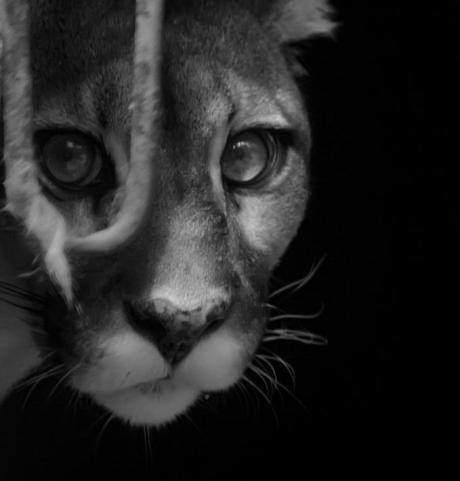 The Face of Femininity