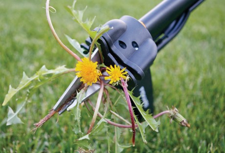 The Other Woman as Insidious Weed!